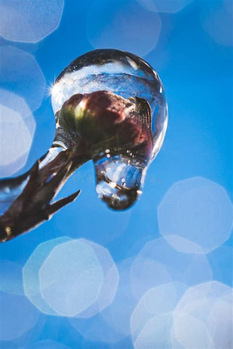 Frozen Ice Coated Branch End Bulb Close Up Stock Photo Image Of