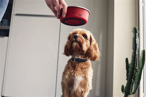 Whether you're looking for dog food, cat food or any other pet supplies, we've got you covered with our round up of the best pet food delivery services in the us and uk. The 8 Best Dog Food Delivery Services of 2021