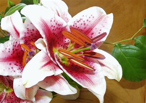 However, cats can also get lily poisoning if they drink water from the vase that the flower was in. Are lilies poisonous to cats? | Find out what lilies are ...