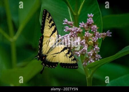 Eastern Tiger Swallowtail Butterfly Papilio Glaucus Nectaring On