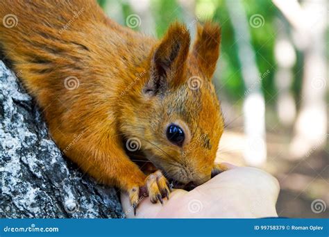 Red Squirrel Eating Pine Nuts From A Human Hand Stock Image Image Of