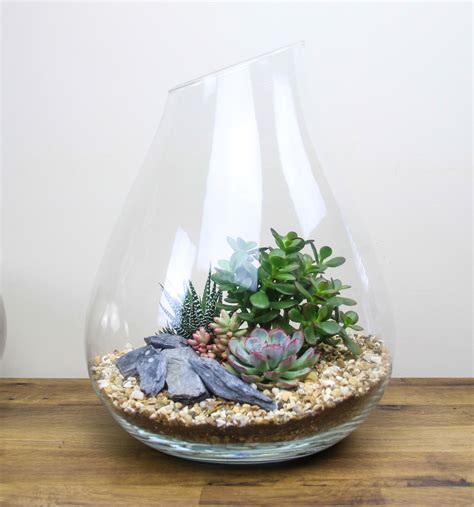 Large Glass Bell Terrarium Kit With Living Succulent Plants The Art Of Succulents