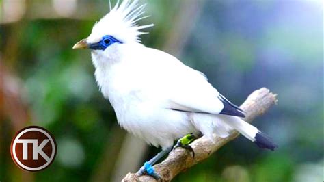 Burung Kicau Inilah 5 Jenis Burung Kicau Terpopuler Di Indonesia Youtube