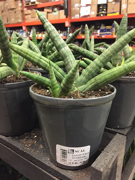 Sansevieria Starfish Spotted At Home Depot Rsucculents