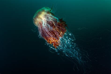 Nature Underwater Sea Animals Fish Jellyfish Deep