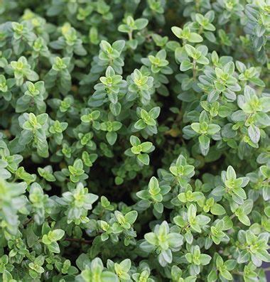 Oficiálna nomenklatúra gréckeho oregana je origanum vulgare subsp. Lemon Thyme Organic Plugs | Oregano plant, Ground cover ...