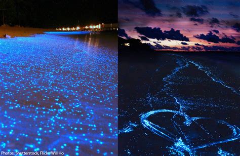 Beautiful Sea Of Stars Spotted On Maldives Beach World News Asiaone