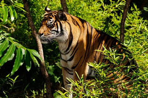 Sumatran Tiger Struggling To Survive The Worlds L Flickr
