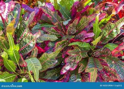 Colorful Leaves Of Tropical Plants Stock Photo Image Of Foliage