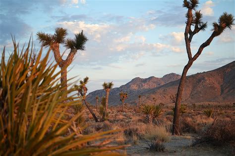 Winter In Joshua Tree National Park Expert Advice Epic Video
