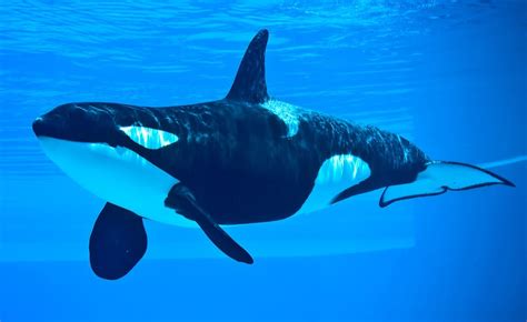 Killer Whale Dolphin Interesting Facts About The Orcinus Orca