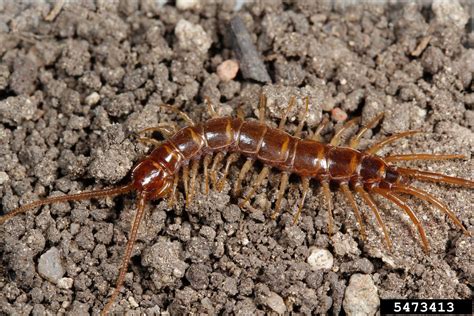 Stone Centipede Genus Lithobius