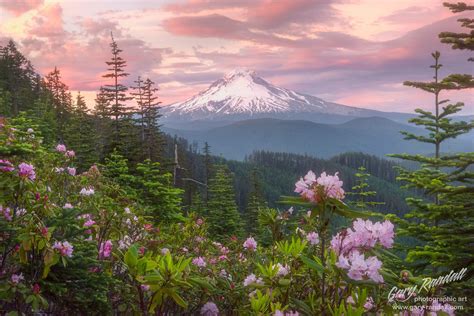 Mount Hood And Wild Rhododendrons Mt Hood National Forest Oregon