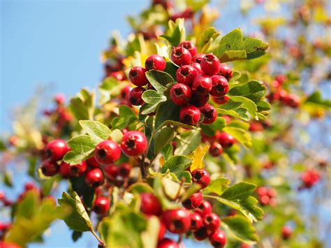 Hawthorn Berry Learn About Nature