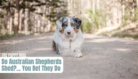 Australian Shepherd Shedding 5 Proven Ways To Manage It In 2023