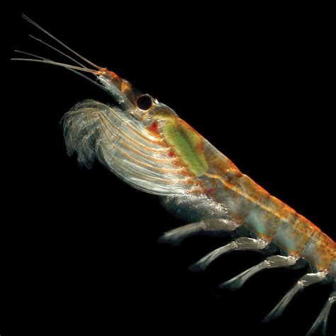 Krill Do It Deep In The Southern Ocean — Australian Antarctic Program