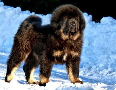 1069 Best Tibetan Mastiffs Images On Pinterest Siberian Mastiff