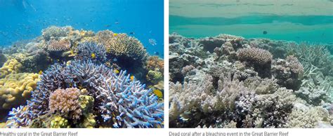 The Endangered Great Barrier Reef Devpost