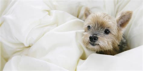 5 things that don t belong in your bed huffpost