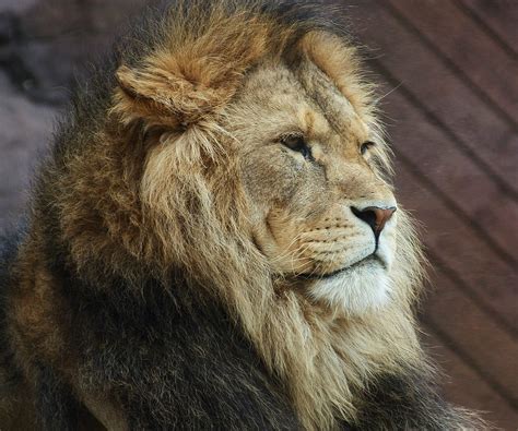 Alpha Male Lion Bailey Bailey The Lion At Colchester