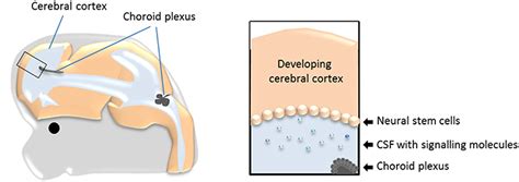 Frontiers The Choroid Plexuses And Their Impact On Developmental
