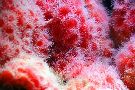 Fascinating Facts About Sea Anemones You Never Knew