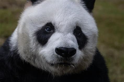 Giant Pandas No Longer Endangered China Says La Prensa Latina Media