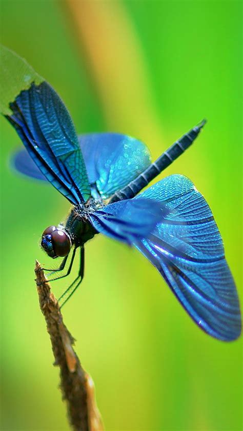 Download awesome apple iphone hd wallpapers and background images for all apple iphone mobile phones and tablets. Insect : Dragonfly Wallpaper for iPhone 11, Pro Max, X, 8 ...