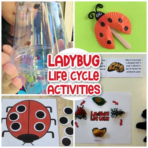 30 Ladybug Life Cycle Activities And Crafts Natural Beach Living
