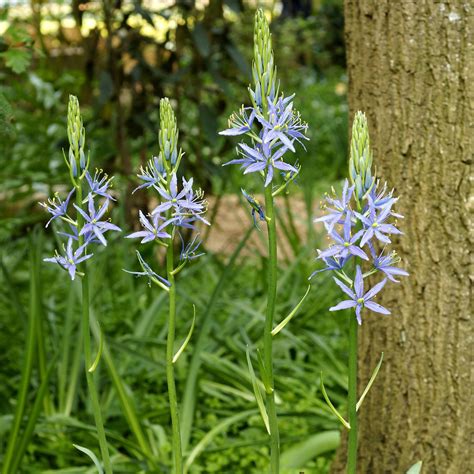 Beautiful Camassia Quamash Bulbs For Sale Blue Melody Easy To Grow