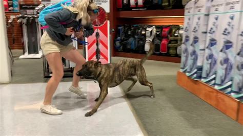 Brody Dutch Shepherd Rescue Trained By 1 Dog Trainer Ocala Fl Youtube