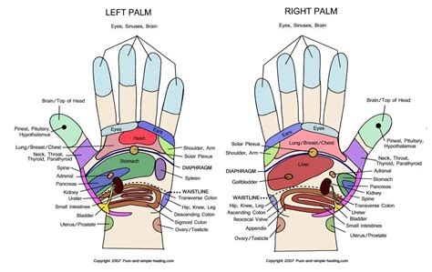 Hand Reflexology Chart Printable Printable World Holiday