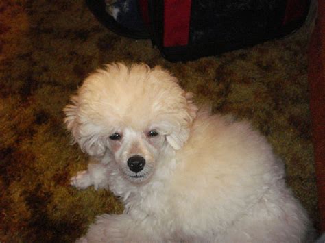 The mini poodle has the same smarts and temperament as the standard poodle. Shaved Puppy Ears? - Page 2 - Poodle Forum - Standard Poodle, Toy Poodle, Miniature Poodle Forum ...