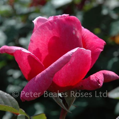 The Anniversary Rose Bush Rose Peter Beales Roses The World