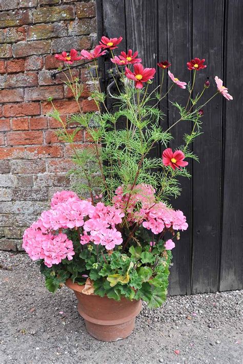 How To Grow Cosmos In Containers Make House Cool
