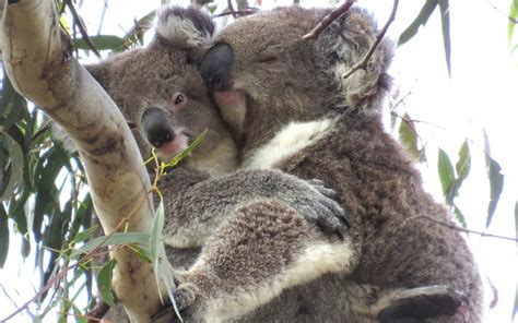 Pre Menstrual Drop Bear Wild Koala Day