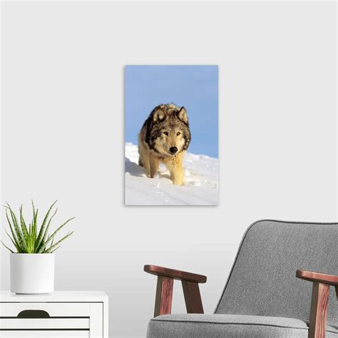 Alaska Gray Wolf Stalking Prey In Deep Winter Snow Wall Art Canvas
