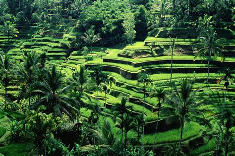 Banaue Rice Terraces Wonder Of The World