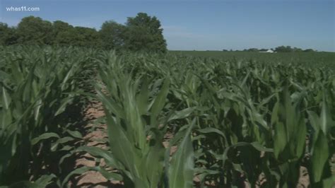 Hot And Dry Conditions Impacting Kentuckiana Crops
