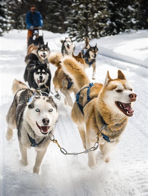 Husky Reps