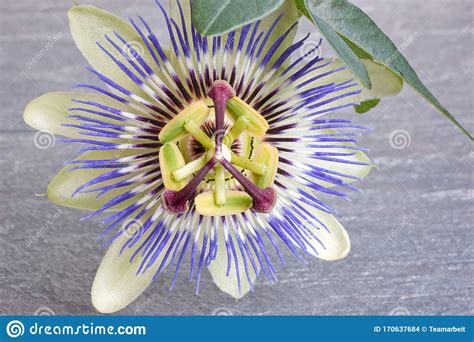 Close Up Of Blue Passion Flower Stock Photo Image Of Single