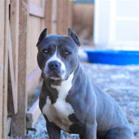 17 Cute Blue American Pit Bull Terrier Image 8k Bleumoonproductions