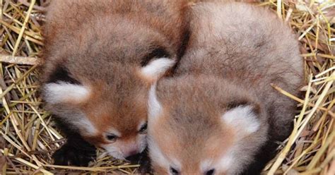 Twin Baby Red Pandas Prove 2 Baby Animals Is Always Cuter Than 1