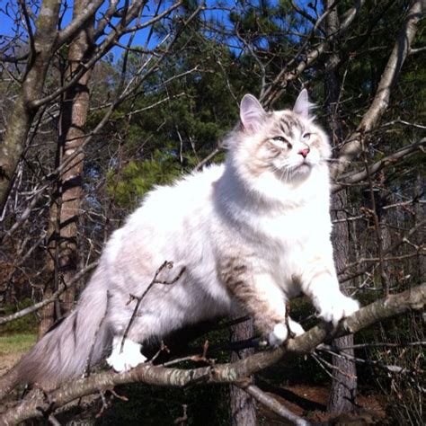 Hypo Allergenic Siberian Cat See Info Of The Breed Croshka Siberians