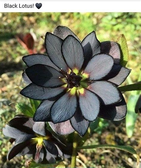 Amazing Black Flowers Black Flowers Flowers Goth Garden