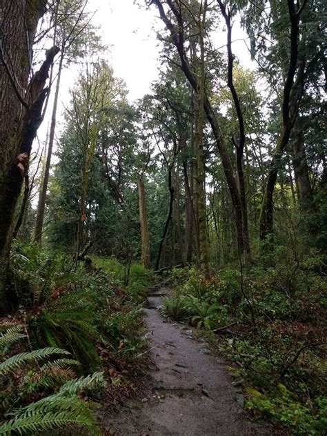 Old Growth Forest In Seattle Ordinary Adventures