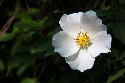 Many millions, millions, millions of roses bloom and i will be able to return to the beautiful star that i long for. Cherokee Rose Info: Tips For Growing Cherokee Rose In The ...