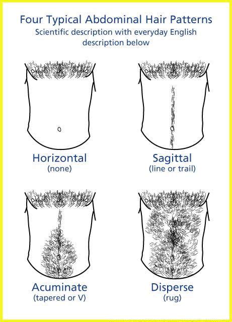 Abdominal Hair Alchetron The Free Social Encyclopedia