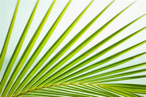 Lush Green Palm Branch Stock Image Image Of Background 72963367
