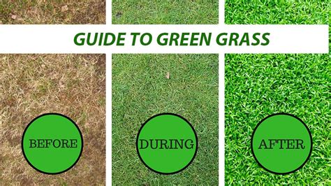 How To Keep Your Grass Green 6 Steps To A Green Lawn